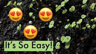 How To Germinate Coleus Seeds  Grow Coleus From Seeds  Easy 5 Step Process [upl. by Zsa Zsa21]