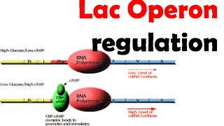 Lac operon regulation [upl. by Iew]