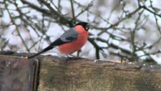 Bullfinch Singing [upl. by Lona901]