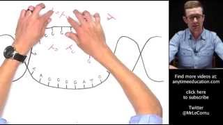 Protein Synthesis Part 1 of 2  Transcription [upl. by Stout]