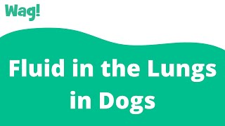 Fluid in the Lungs in Dogs  Wag [upl. by Eniaral876]