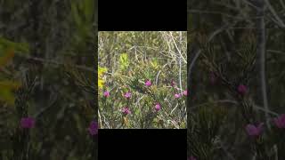 Xylocopa Lestis bombylans at Mooloolah River National Park on Boronia falcifolia [upl. by Nyladnek]