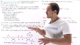 Introduction to Pentose Phosphate Pathway [upl. by Neleag800]