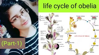 Life cycle of Obeliapart1 [upl. by Minton537]