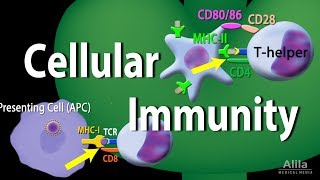 Cellular Immunity  Adaptive Immunity part 1 Animation [upl. by Laro831]