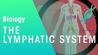 The Lymphatic System  Health  Biology  FuseSchool [upl. by Esinrahs]