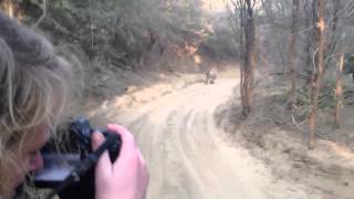 Tiger Safari  Tiger Chase  Attack Jeep in Indias Ranthambore National Park [upl. by Gwendolin]