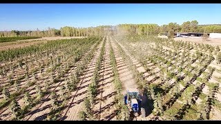 Kiri tree Paulownia plantation in Spain by WeGrow new version with tracking [upl. by Abbi212]