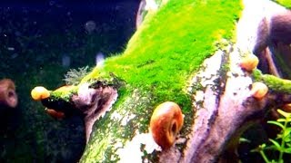 LUMACHE SPONTANEE in ACQUARIO Physa Melanoides Planorbis [upl. by Lorrimor]