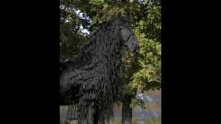 The Legendary FRIESIAN STALLION Frederik the Great [upl. by Orabel]