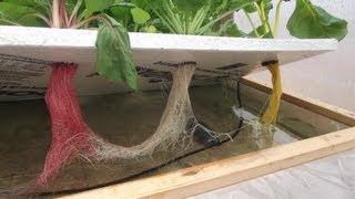 OffGrid Hydroponics Experiment  The Kratky Method amp Floating Raft Hydroponics [upl. by Odetta]