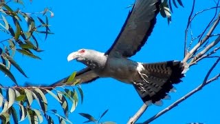 Channelbilled Cuckoo  Big bird big voice [upl. by Upali]