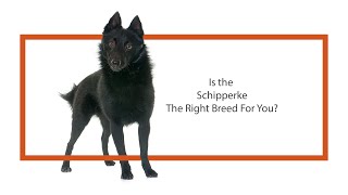 Everything you need to know about Schipperke puppies 2019 [upl. by Aierdna937]