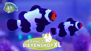 Francs Dierenshop XL  Zoetwater en zeewater aquarium  dieren  Spijkenisse [upl. by Yentrac791]