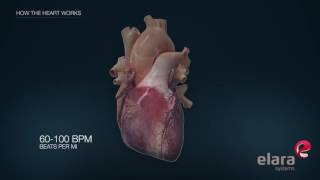 Heart in 3D Animation How the Heart Works [upl. by Marienthal]