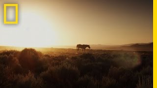 Misfit Mustang  Untamed Americas [upl. by Boggs]