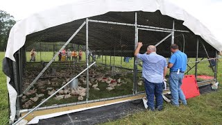 Raising 20000 Chickens On Pasture COMPLETE [upl. by Wier]