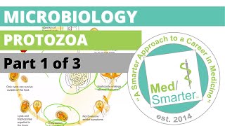 Protozoa  Microbiology  USMLE STEP 1  Part 1 of 3 [upl. by Tarfe977]