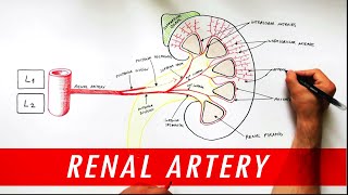 Anatomy tutorial  Renal Artery Branches [upl. by Hatti]