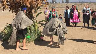 Danza mapuche Choique purrun requínoa 2019 [upl. by Olotrab]