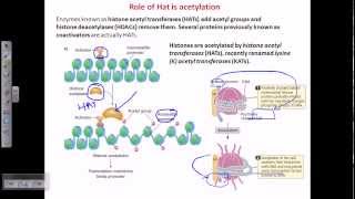 Histone acetylation [upl. by Ynattirb]