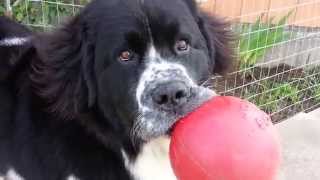 My Landseer Newfoundland Dog Kira [upl. by Ahsikin]