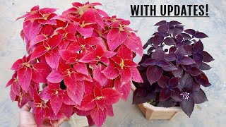 SIMPLEST Way To Make Coleus BUSHY amp More Colorful [upl. by Changaris87]