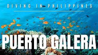 🐠 DIVING IN PUERTO GALERA  Philippines [upl. by Adora]