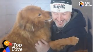 Dogs Reunited With Their Families  The Dodo Top 5 [upl. by Prosser]