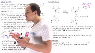 Tertiary Structure of Proteins [upl. by Conroy48]