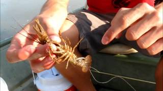 How to Hook a Crawdad Crawfish for Catfish and Bass [upl. by Aggappera726]