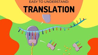 Protein Synthesis Translation [upl. by Barling]