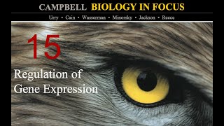 Biology in Focus Chapter 15 Regulation of Gene Expression [upl. by Tierney]