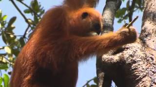 Orangutan using tool [upl. by Yeleak]