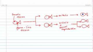 Ex vivo gene therapy [upl. by Ahpla]