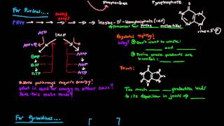 Purine and Pyrimidine Nucleotide Biosynthesis [upl. by Doone]