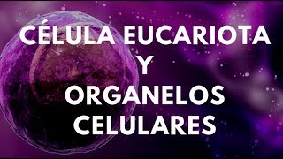 CÉLULA EUCARIOTA Y ORGANELOS CELULARES [upl. by Morven]