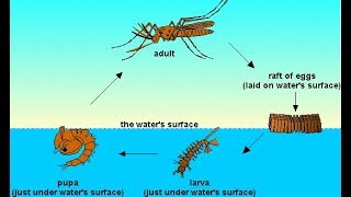 Mosquitoes Life Cycle  How Long do Mosquitoes Live [upl. by Radley]