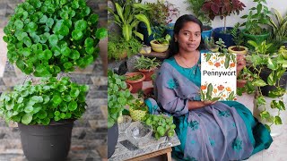 தமிழில்All about trending plant quotPennywortquot  Shield pennywort  Care  Thaavaram தாவரம் [upl. by Okiruy324]