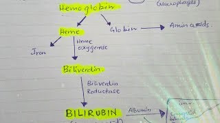 Bilirubin metabolism [upl. by Elbag]