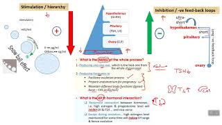 Physiology 2 HPO axis [upl. by Ahsiekram]