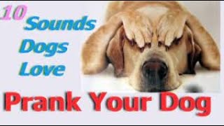 Sounds That Tilt Dogs Head  Sounds Dogs Love Most [upl. by Anid]