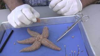 Starfish Dissection [upl. by Hakim]