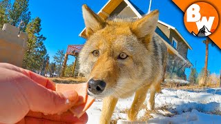 Coyote FINALLY Meets a Coyote [upl. by Nary]