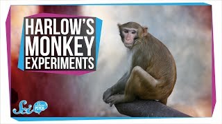 Harlows Horrifying Monkey Experiments [upl. by Trude]