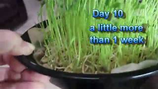 Growing Lentil Sprouts and Lentil Microgreens [upl. by Valorie]