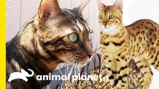 These Beautiful Bengal Cats Are Incredibly Intelligent  Cats 101 [upl. by Arrekahs]