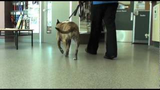 Dog Cruciate Ligament Surgery Brooklyn Recovery Assessment [upl. by Philis]