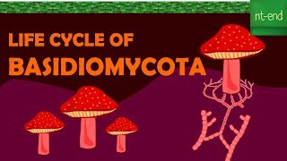 LIFE CYCLE OF BASIDIOMYCOTA fungi biology basidiomycota ntend6435 [upl. by Eedrahc]