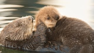 Sea Otter Orphan Gets Adopted [upl. by Sundin115]